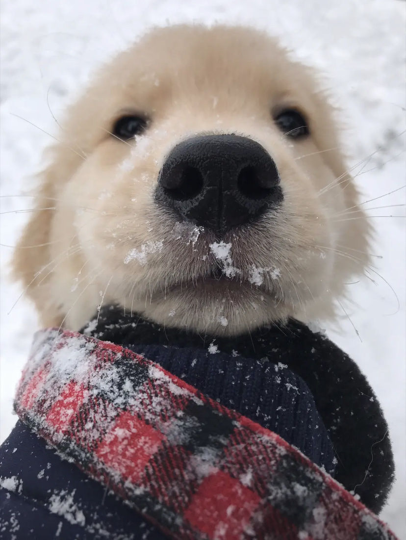 用户头像-康康不会玩