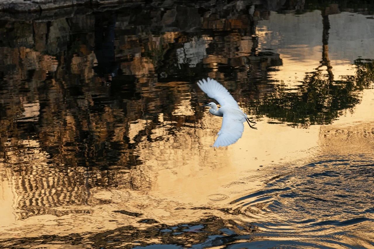 用户头像-相泽雁